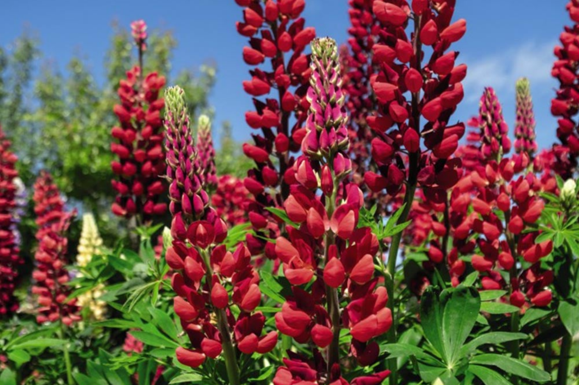 Lupine Seeds - Red Russell Variety - My Castle, Red Castle - Free Shipping - (Lupinus polyphyllus)