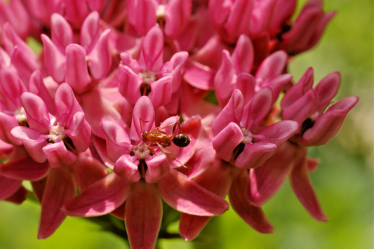 Asclepias Purpurascens Seeds - 200 Count Purple Milkweed for Butterflies - Exotic Flower Seeds