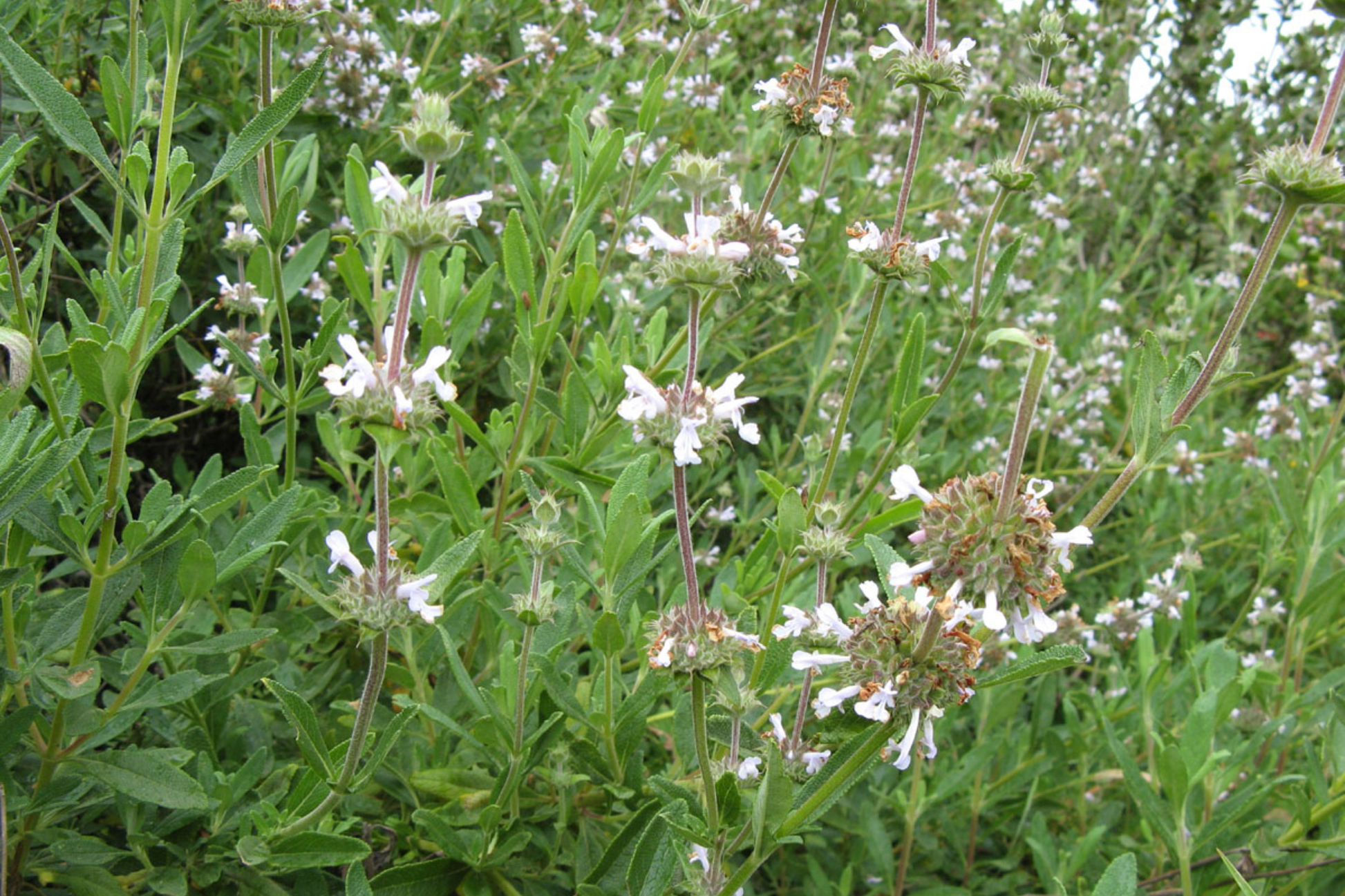 Black Sage Seeds - Salvia Mellifera - California Native Plant for Low Water Garden - Drought-Tolerant, Aromatic Herb
