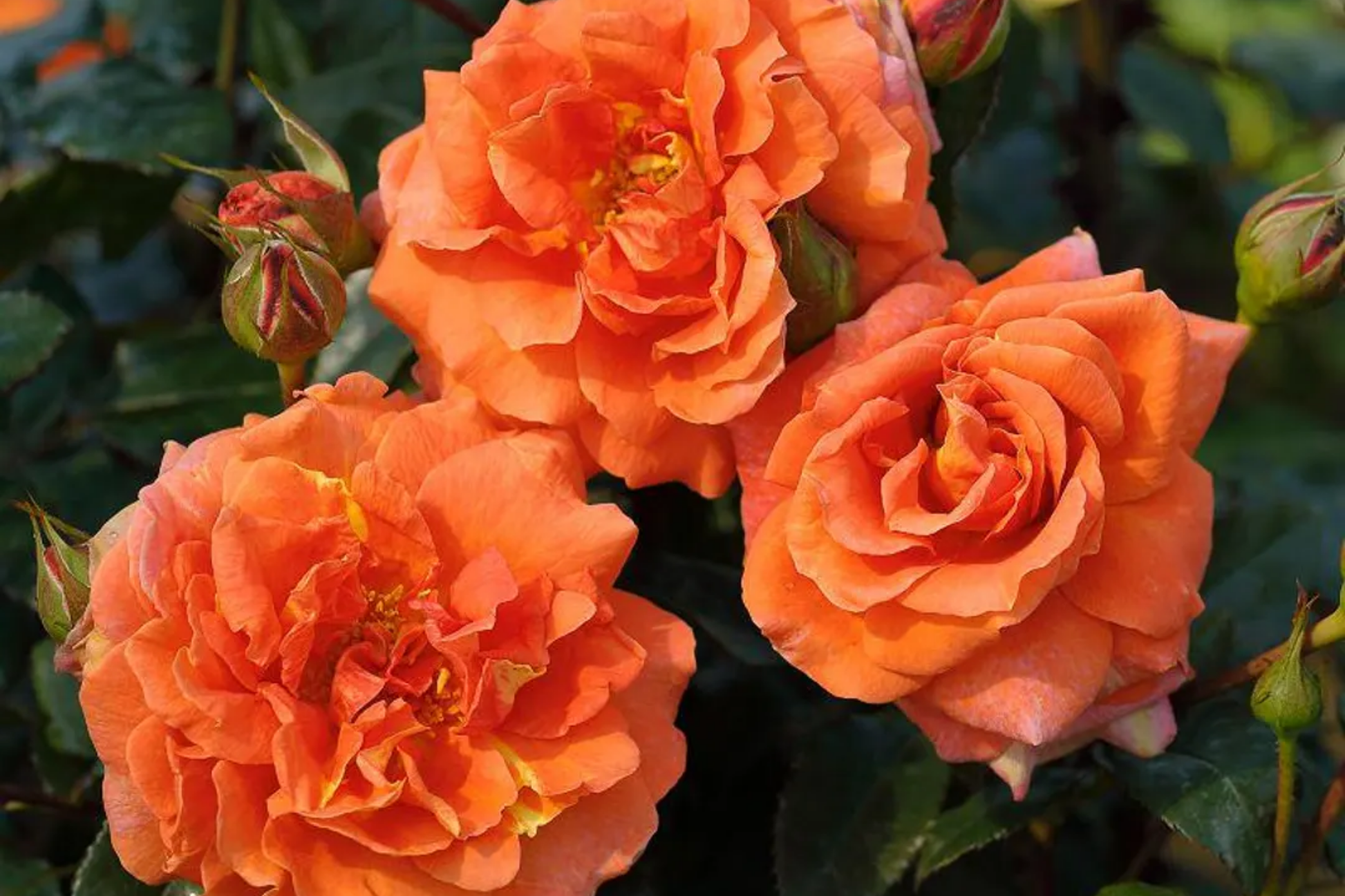 Orange Climbing Rose Seeds - 30 Pack - Rosa spp. - Flower Gardening Essentials for Garden Enthusiasts