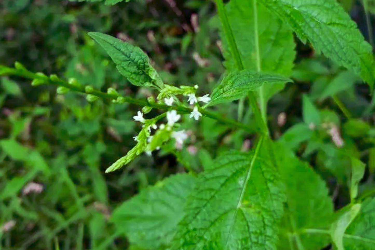White Vervain Seeds - 100 Pack - Verbena Urticifolia - White Flower Seeds for Garden Planting