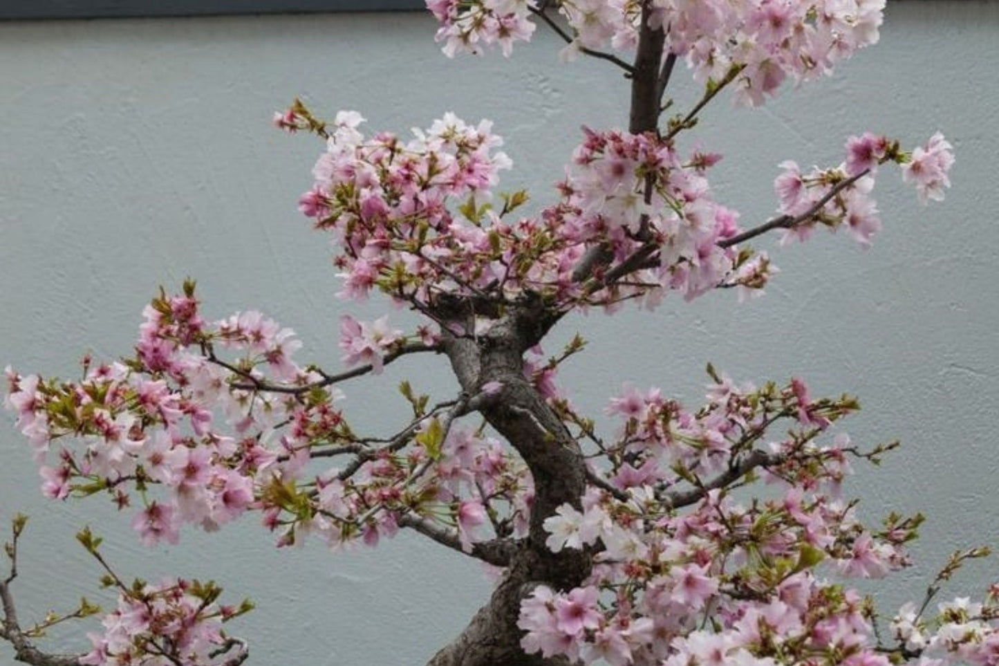 10 Seeds Japanese Cherry Blossom Bonsai - Flowering Sakura Tree Seeds - Pink Flowers, Exotic Bonsai Tree Prunus serrulata