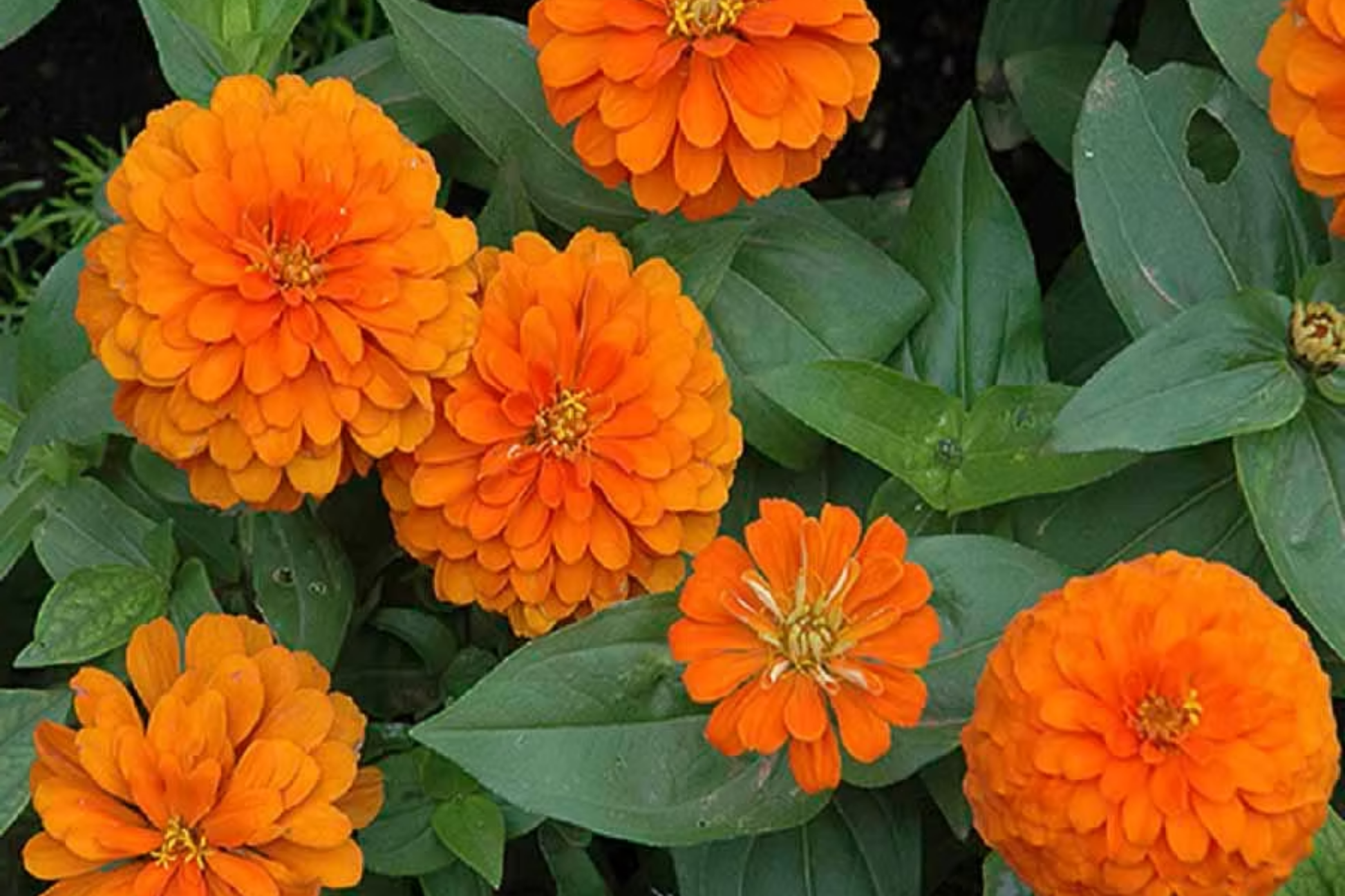 Zinnia Seeds - Giant 5" Double Orange Flowers - Heirloom Orange King Zinnia - Zinnia elegans 1187
