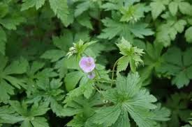 Espresso Cranesbill 1 Live Plant – Geranium maculatum ‘Espresso’ – 1 Gallon Pot