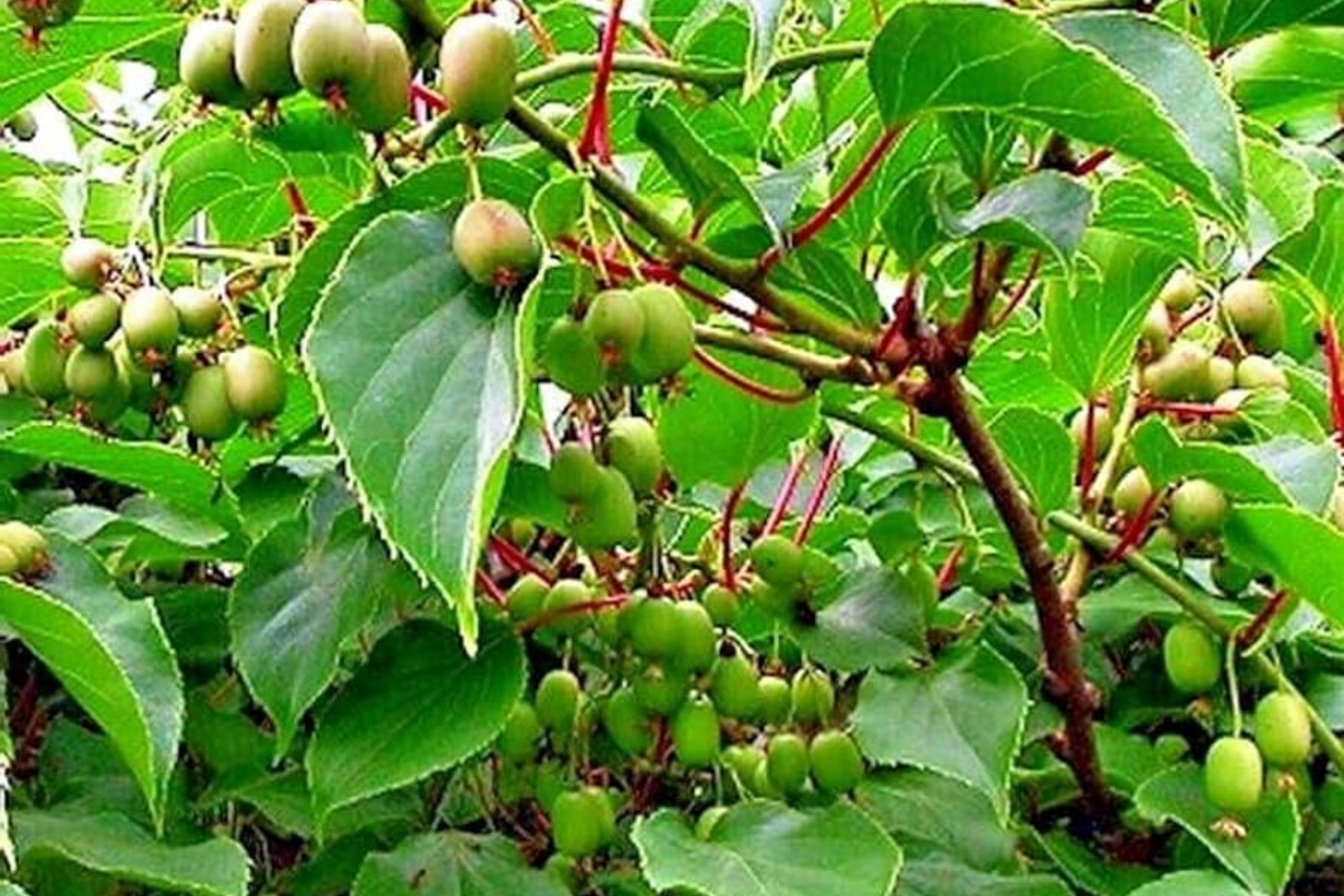 Issai Kiwi Seeds - Arctic Grape Berry Superfruit - Cold Hardy Fast Vine - Actinidia arguta