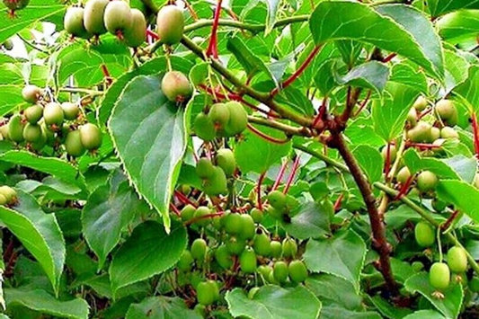 Issai Kiwi Seeds - Arctic Grape Berry Superfruit - Cold Hardy Fast Vine - Actinidia arguta