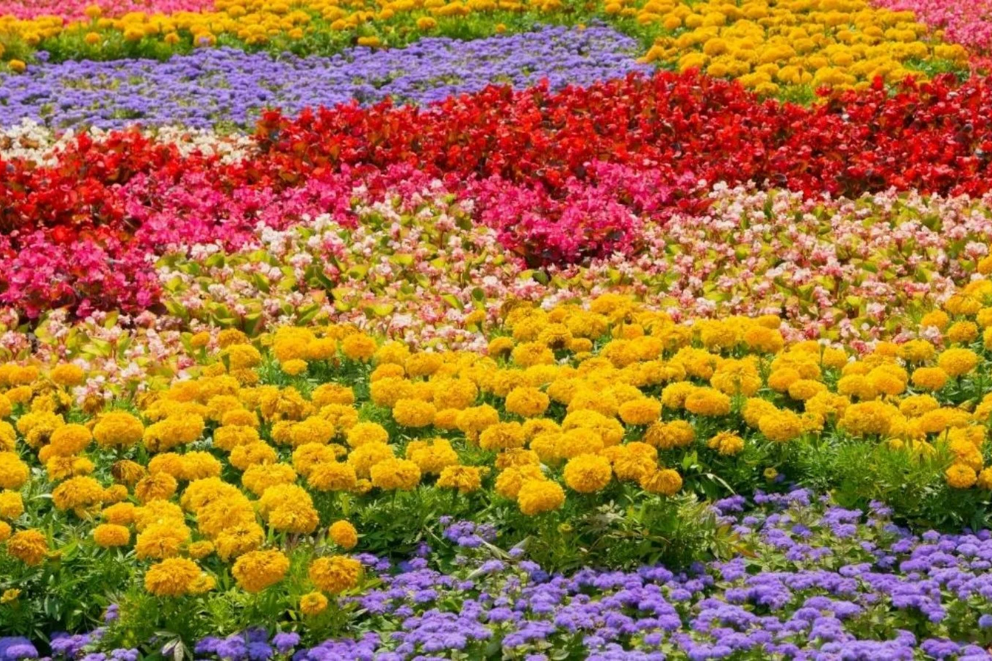 Ruby Lewisia Seeds - 35 or 100 Non-GMO Flower Seeds for Garden - Lewisia cotyledon