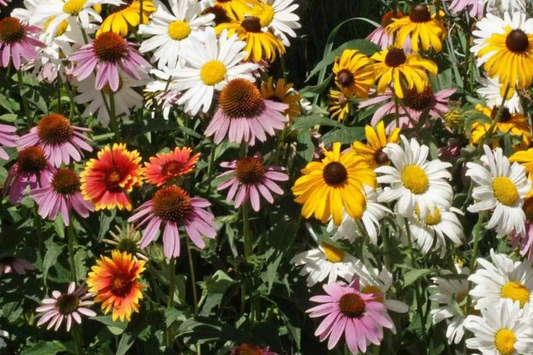 Bulk Wildflower Seed Mix - 187,500 Seeds, Perennial Variety for 1000 SQFT Coverage, Native Plants for Eco-Friendly Gardens