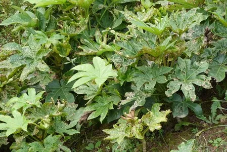 Fatsia Spider's Web Live Plants 2 Rooted Starters in 1 Qt Pots Variegated Fatsia Japonica Shade Garden Plant