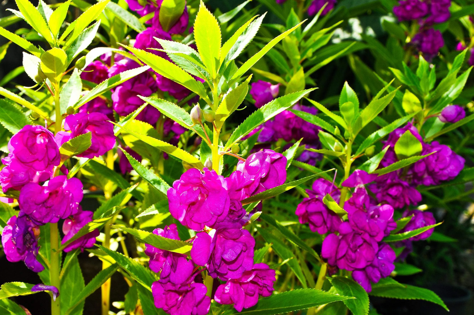 Tom Thumb Impatiens Seeds | Non-GMO | Colorful Garden Flowers | Impatiens walleriana