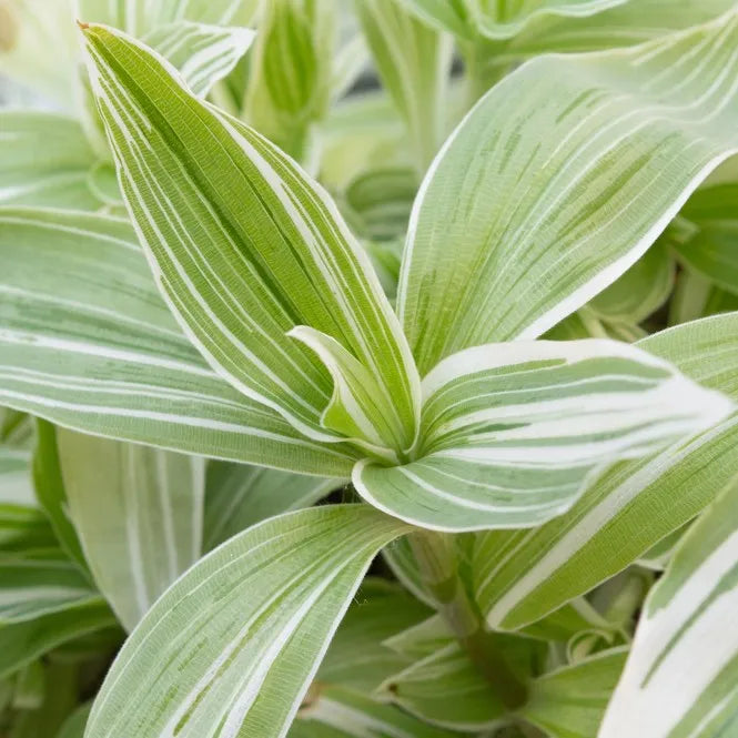 5 Tradescantia fluminensis ‘Variegata’ Cuttings – Cream & Green Unrooted Stems | Indoor Trailing Vine or Outdoor Container Plant