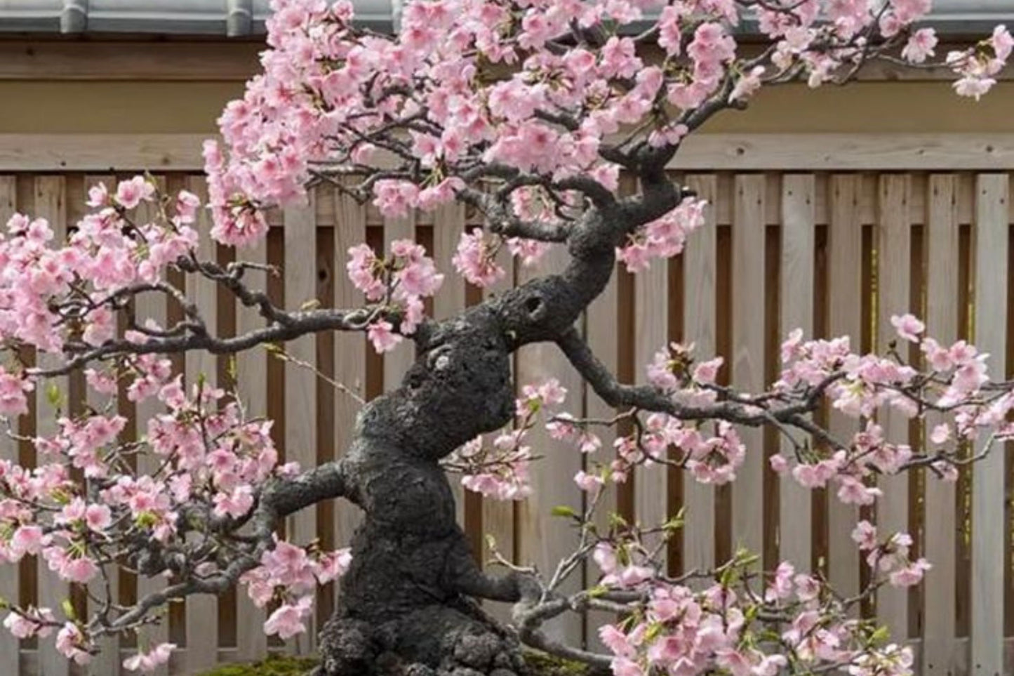 10 Seeds Japanese Cherry Blossom Bonsai - Flowering Sakura Tree Seeds - Pink Flowers, Exotic Bonsai Tree Prunus serrulata