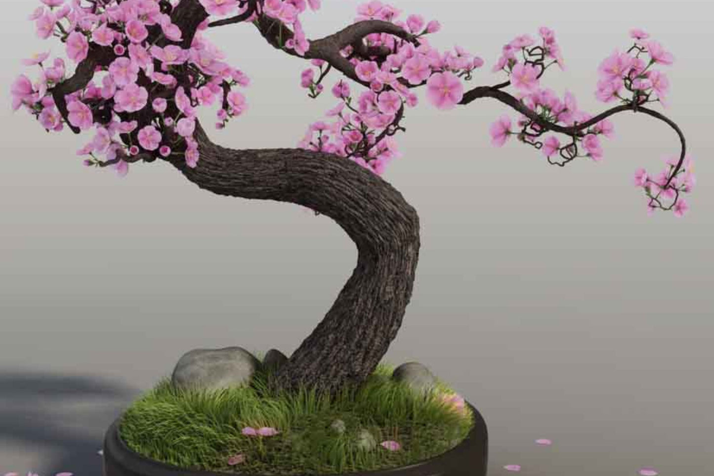 10 Seeds Japanese Cherry Blossom Bonsai - Flowering Sakura Tree Seeds - Pink Flowers, Exotic Bonsai Tree Prunus serrulata