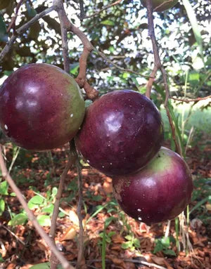 4 Star Apple Tree Cuttings | Chrysophyllum cainito | Unrooted 5–6" Grafting Wood | Tropical Caimito Fruit Tree | Rare Exotic Variety