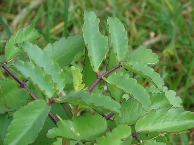 Leaf of Life Live Succulent Plant in 4 Inch Cell – Kalanchoe pinnata