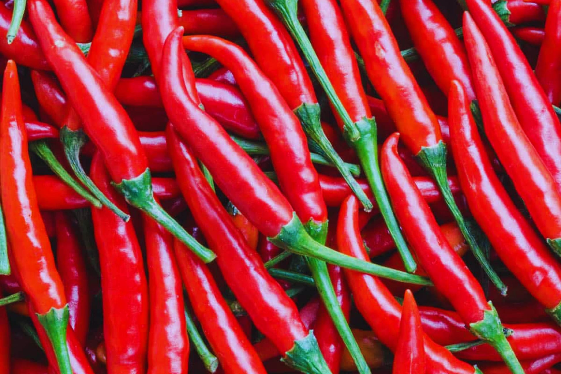 Cayenne Pepper Seeds - Long Slim Red Hot Pepper - Capsicum annuum - Spicy Garden Variety