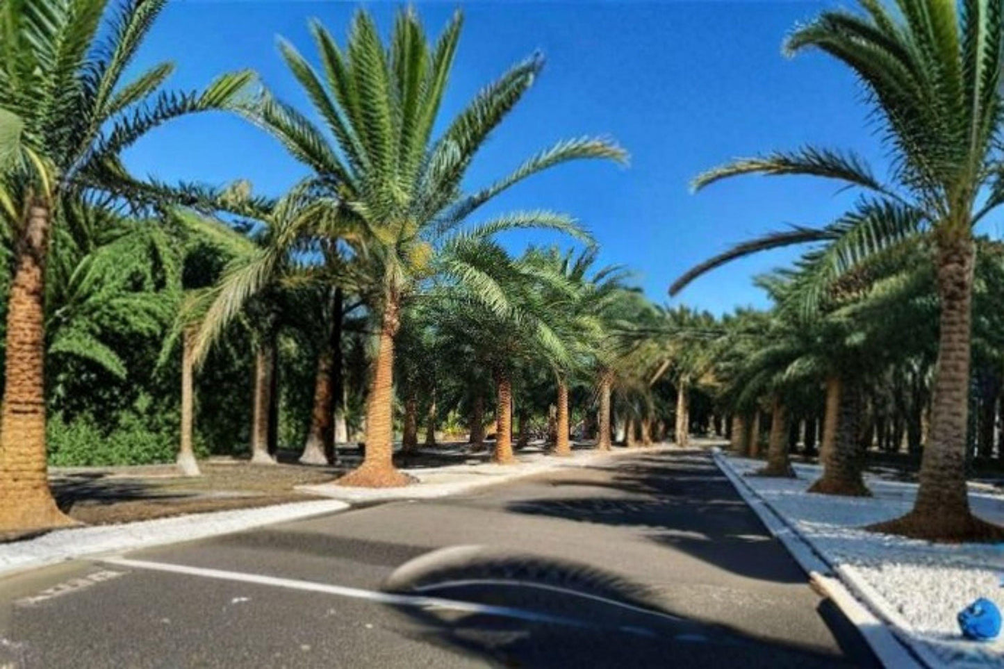 10 Canary Island Date Palm Seeds: Tropical Ornamental Tree