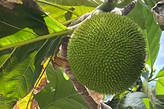 20 Breadfruit Seeds (Artocarpus camansi) - Kluwih Tropical Fruit Seeds for Planting - Grow Nutritious, Exotic Trees for Garden & Orchard