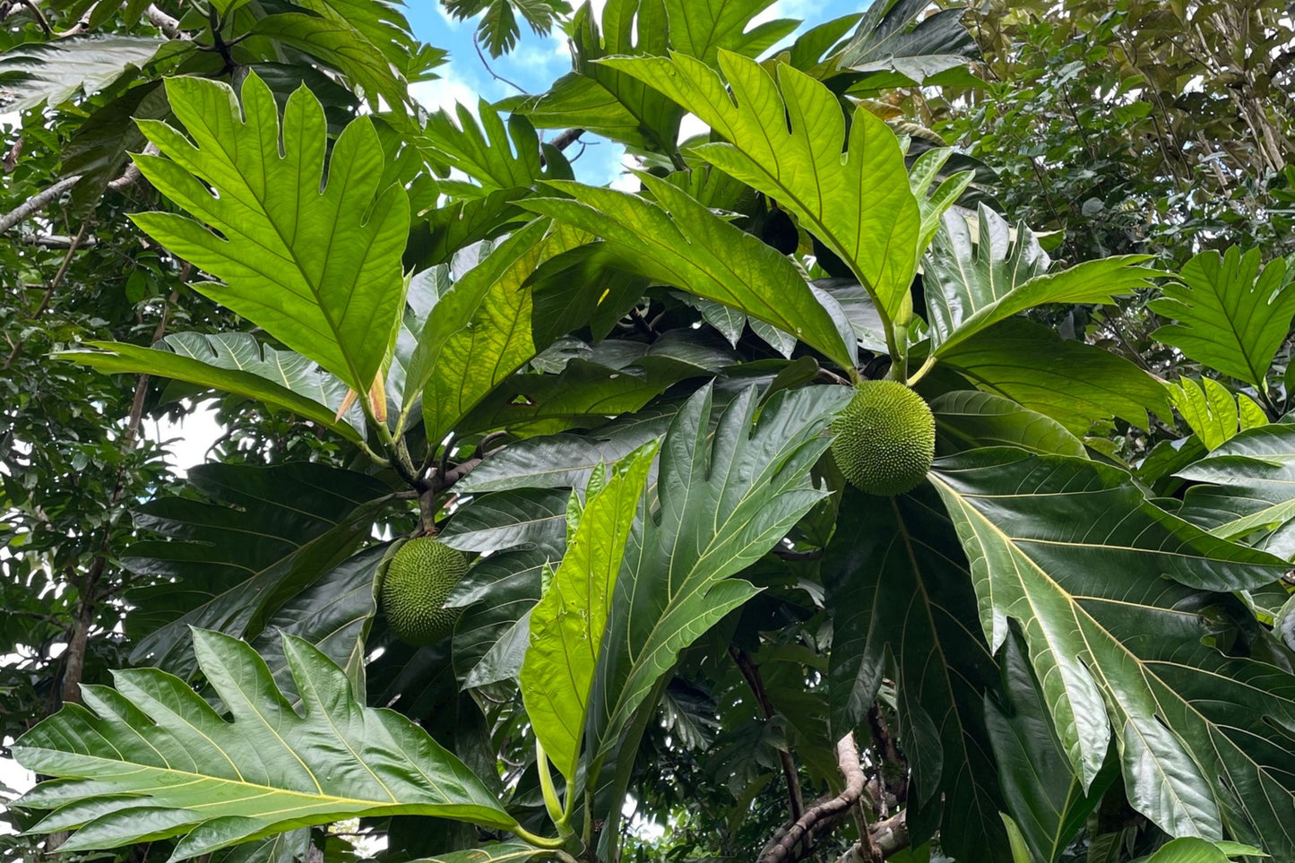 20 Breadfruit Seeds (Artocarpus camansi) - Kluwih Tropical Fruit Seeds for Planting - Grow Nutritious, Exotic Trees for Garden & Orchard