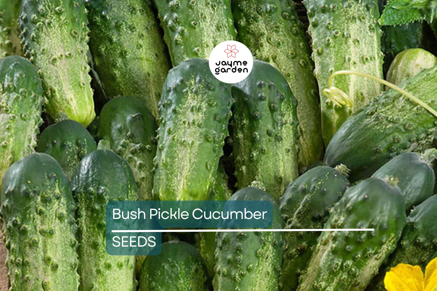 Bush Pickle Cucumber Seeds | F1 Hybrid, Non-GMO | 4-5 Inch Fruit | 50 Days | USDA Zones 2-10 | Free Shipping