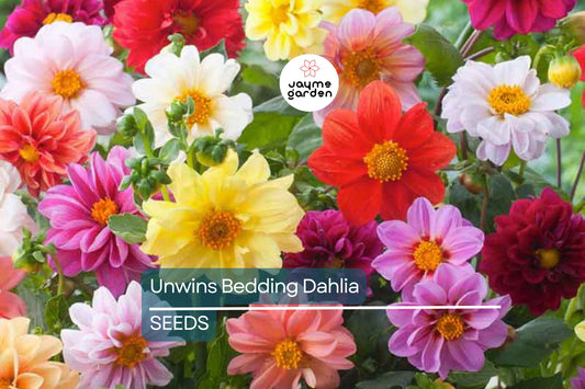 Unwins Bedding Dahlia Seeds | Semi-Double Blooms | Non-GMO | Free Shipping | Zones 2-10