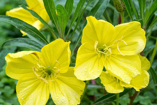 Missouri Yellow Primrose Seeds, 8-12 Inches Tall, Cheerful Yellow Blooms, Drought Tolerant, USDA Zones 4-9, Non-GMO
