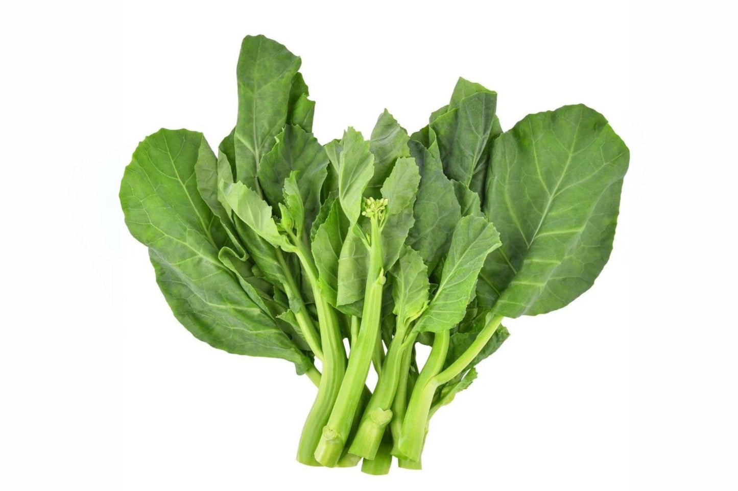 150 Kailaan Seeds: Chinese Broccoli, Gai Lan Heirloom Vegetable