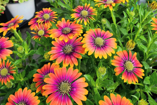 Purple & Yellow Cape Daisy Seeds - 200+ Osteospermum Seeds - USA Grown -  - Bicolor Blooms - Drought Tolerant - Butterfly Garden