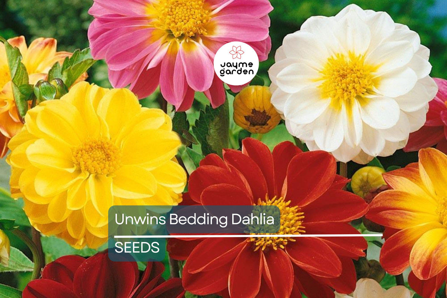 Unwins Bedding Dahlia Seeds | Semi-Double Blooms | Non-GMO | Free Shipping | Zones 2-10