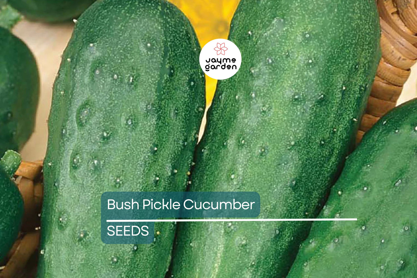 Bush Pickle Cucumber Seeds | F1 Hybrid, Non-GMO | 4-5 Inch Fruit | 50 Days | USDA Zones 2-10 | Free Shipping