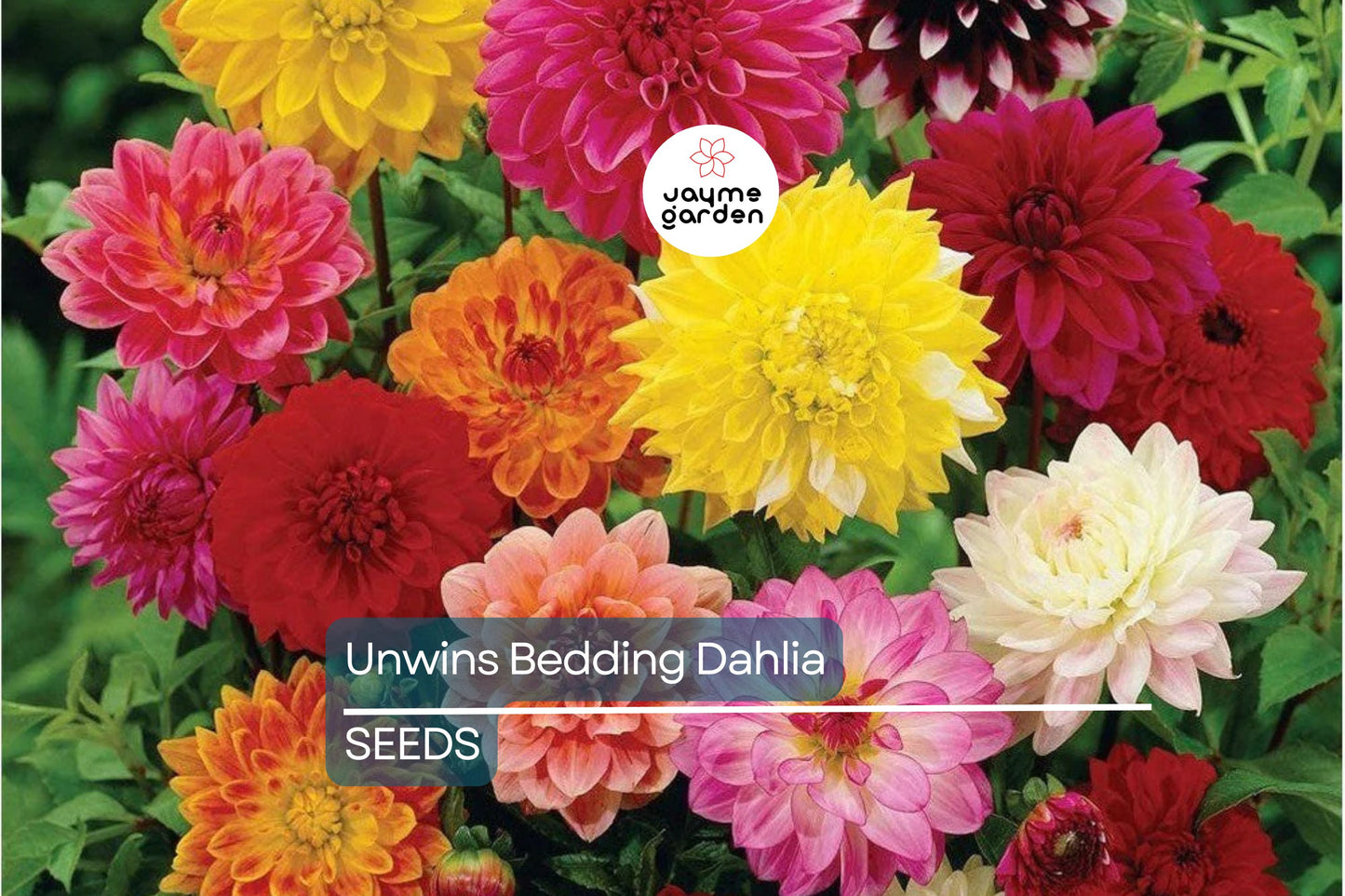 Unwins Bedding Dahlia Seeds | Semi-Double Blooms | Non-GMO | Free Shipping | Zones 2-10