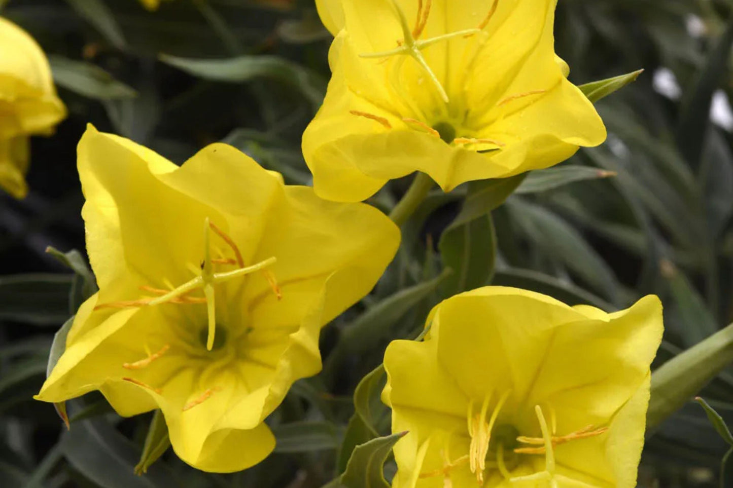 Missouri Yellow Primrose Seeds, 8-12 Inches Tall, Cheerful Yellow Blooms, Drought Tolerant, USDA Zones 4-9, Non-GMO