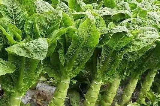 500mg Asparagus Lettuce Seeds - New Yu Mai Variety - Celtuce Heirloom Non-GMO for Crisp Stems & Leaves - Asian Greens for Garden Containers