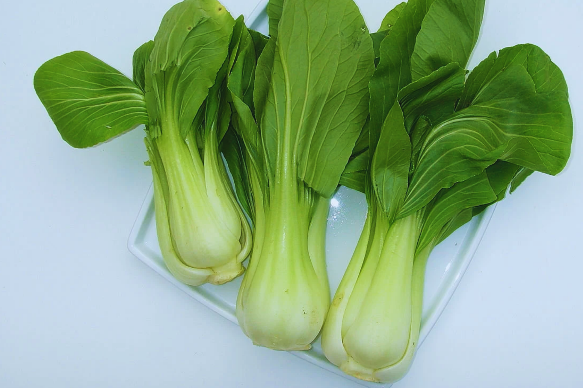 Canton Pak Choi Seeds - Long White Stem Taisai Bok Choy Chinese Cabbage - Heirloom Vegetable Seeds