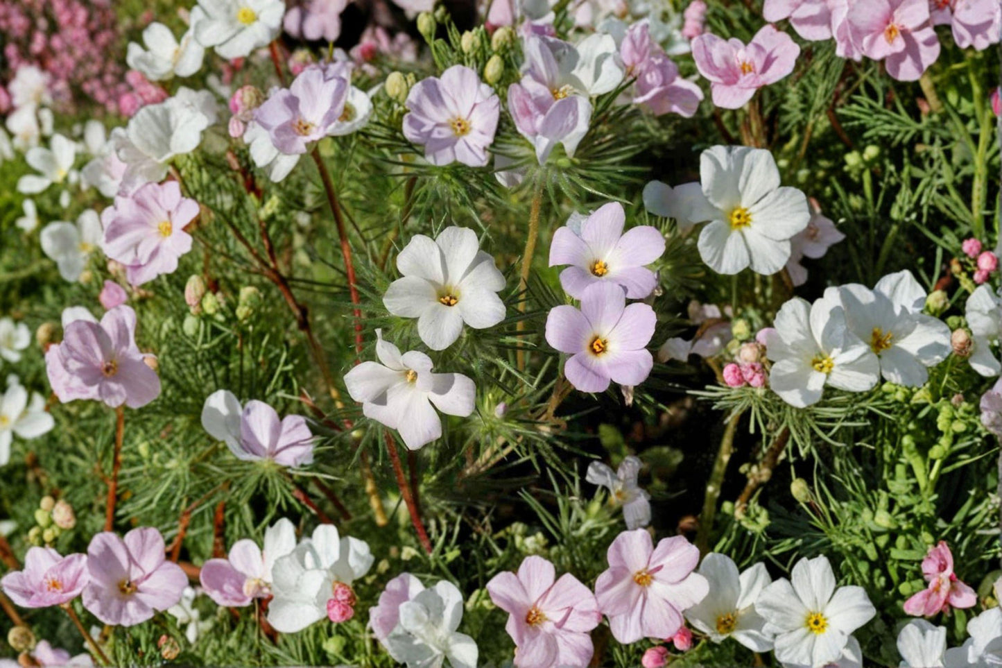 100 Mountain Phlox Seeds – Linanthus grandiflorus – Native Annual Wildflower – Rock Garden Flower