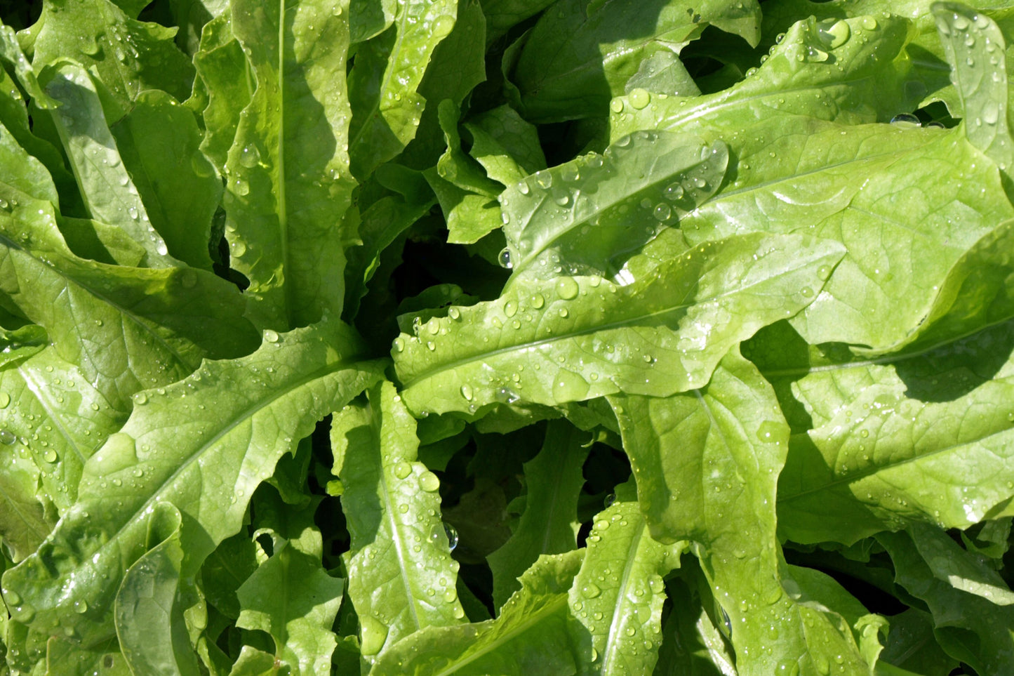500mg Asparagus Lettuce Seeds - New Yu Mai Variety - Celtuce Heirloom Non-GMO for Crisp Stems & Leaves - Asian Greens for Garden Containers