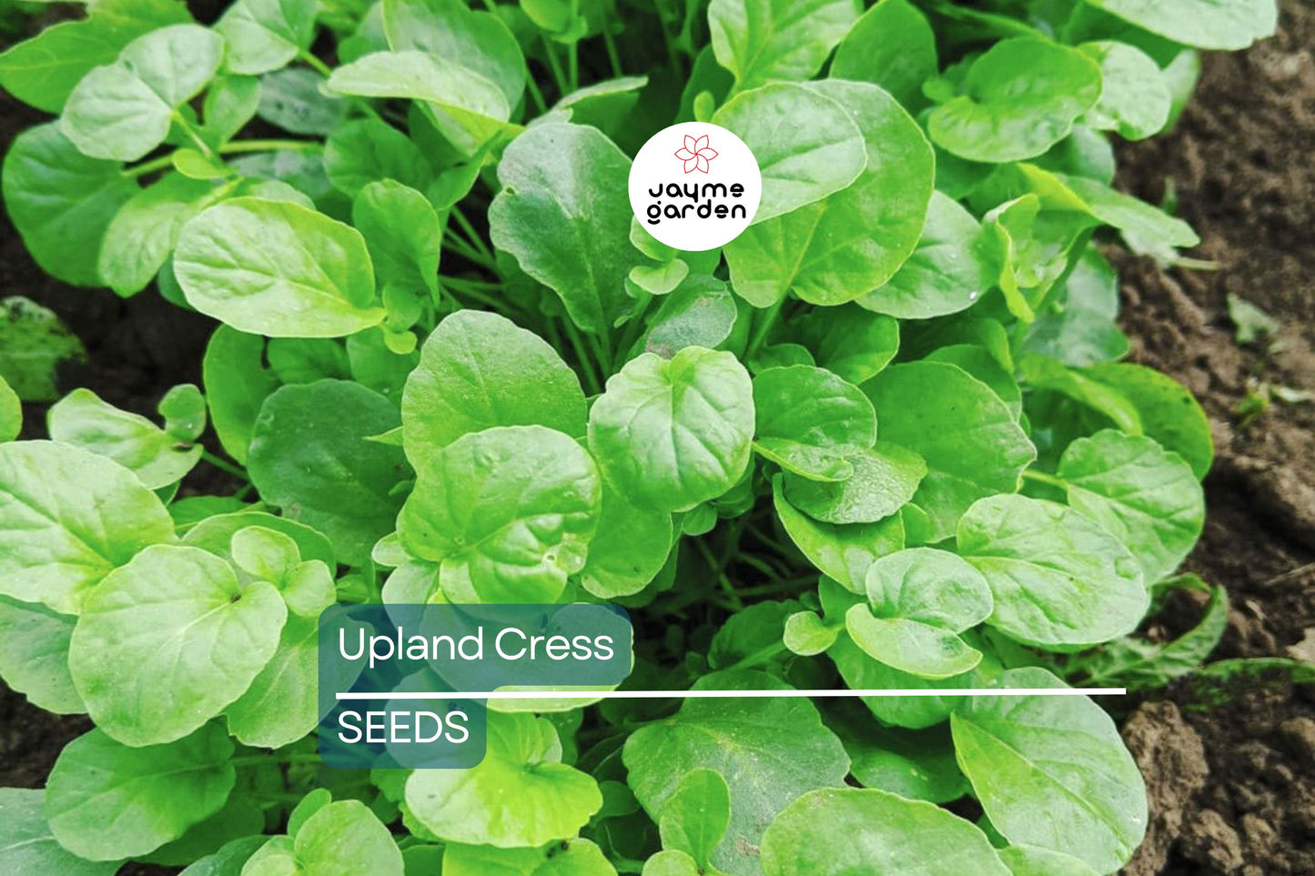 Upland Cress Seeds | Heirloom | Peppery Greens | Non-GMO | Free Shipping | Zones 3-9