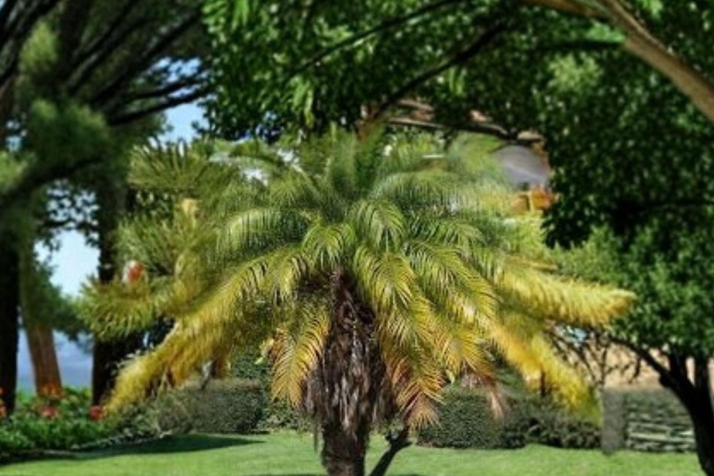5 Pygmy Date Palm Seeds – Phoenix Roebelenii, Tropical Dwarf Tree
