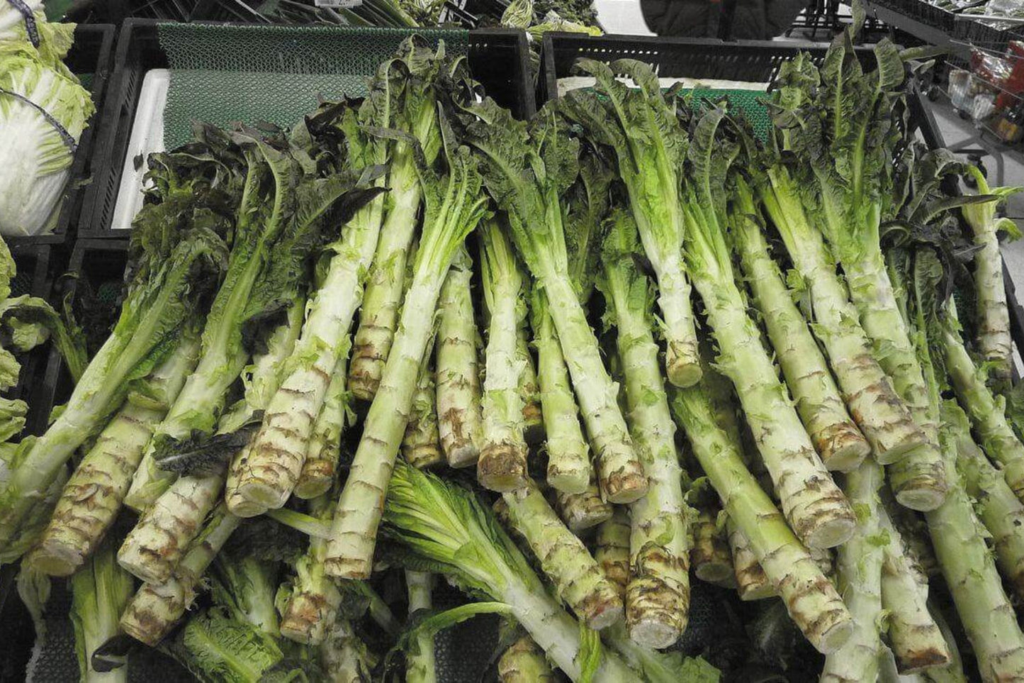 500mg Asparagus Lettuce Seeds - New Yu Mai Variety - Celtuce Heirloom Non-GMO for Crisp Stems & Leaves - Asian Greens for Garden Containers