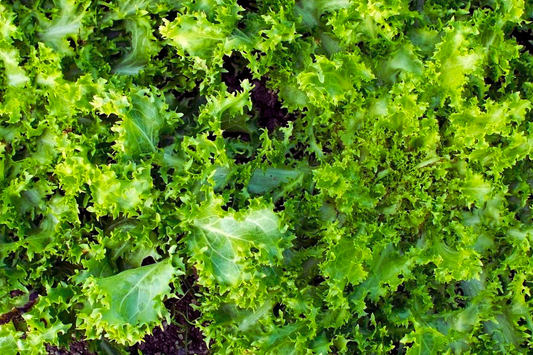 Frisee Endive Seeds - Green Curled Ruffec - Cichorium Endivia - Vegetable Seeds for Garden Planting