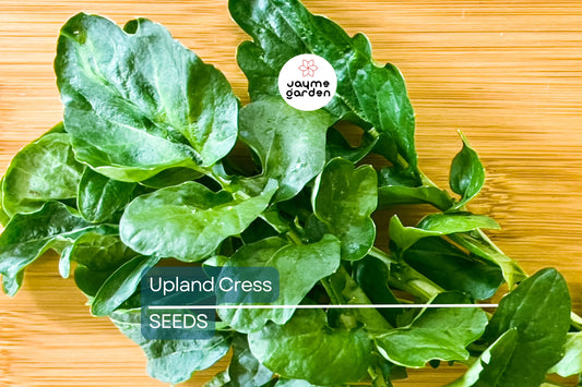 Upland Cress Seeds | Heirloom | Peppery Greens | Non-GMO | Free Shipping | Zones 3-9