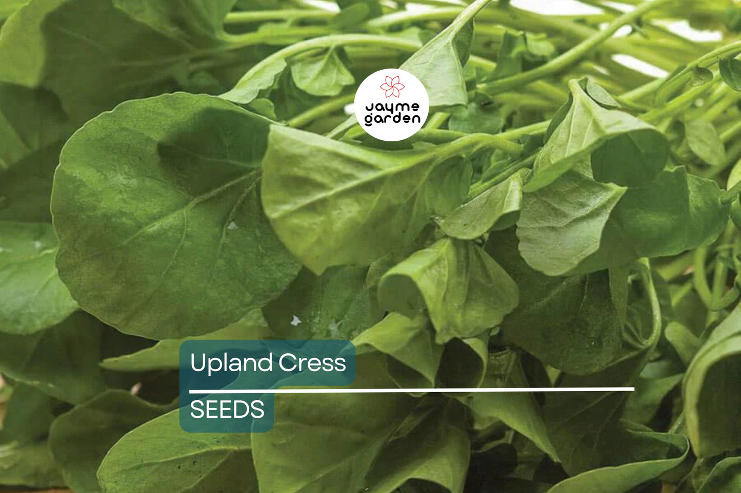 Upland Cress Seeds | Heirloom | Peppery Greens | Non-GMO | Free Shipping | Zones 3-9