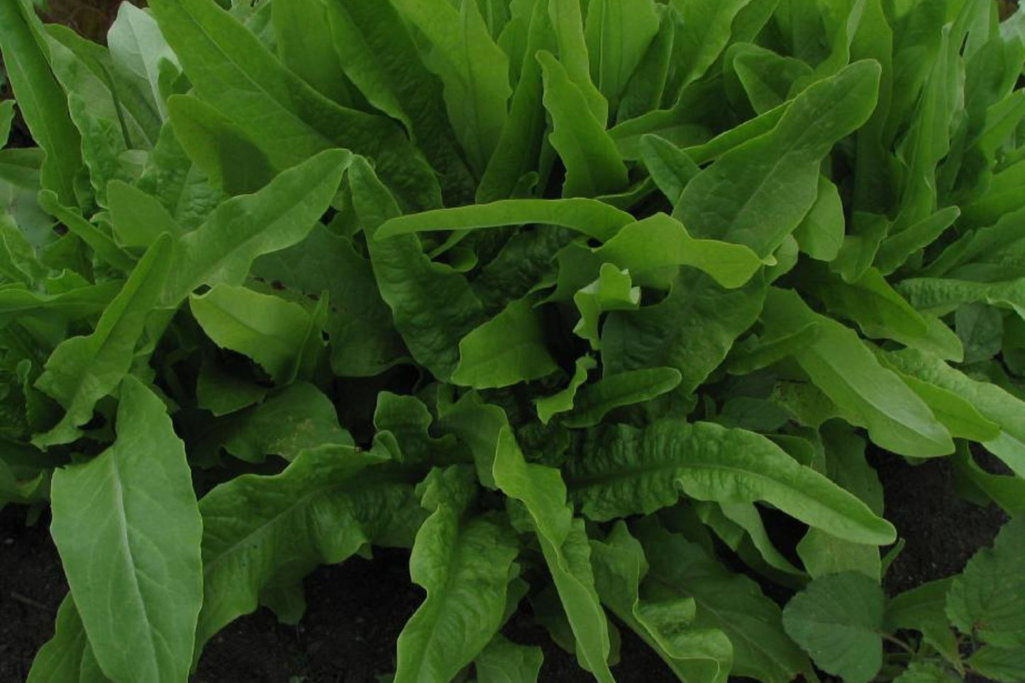 500mg Asparagus Lettuce Seeds - New Yu Mai Variety - Celtuce Heirloom Non-GMO for Crisp Stems & Leaves - Asian Greens for Garden Containers