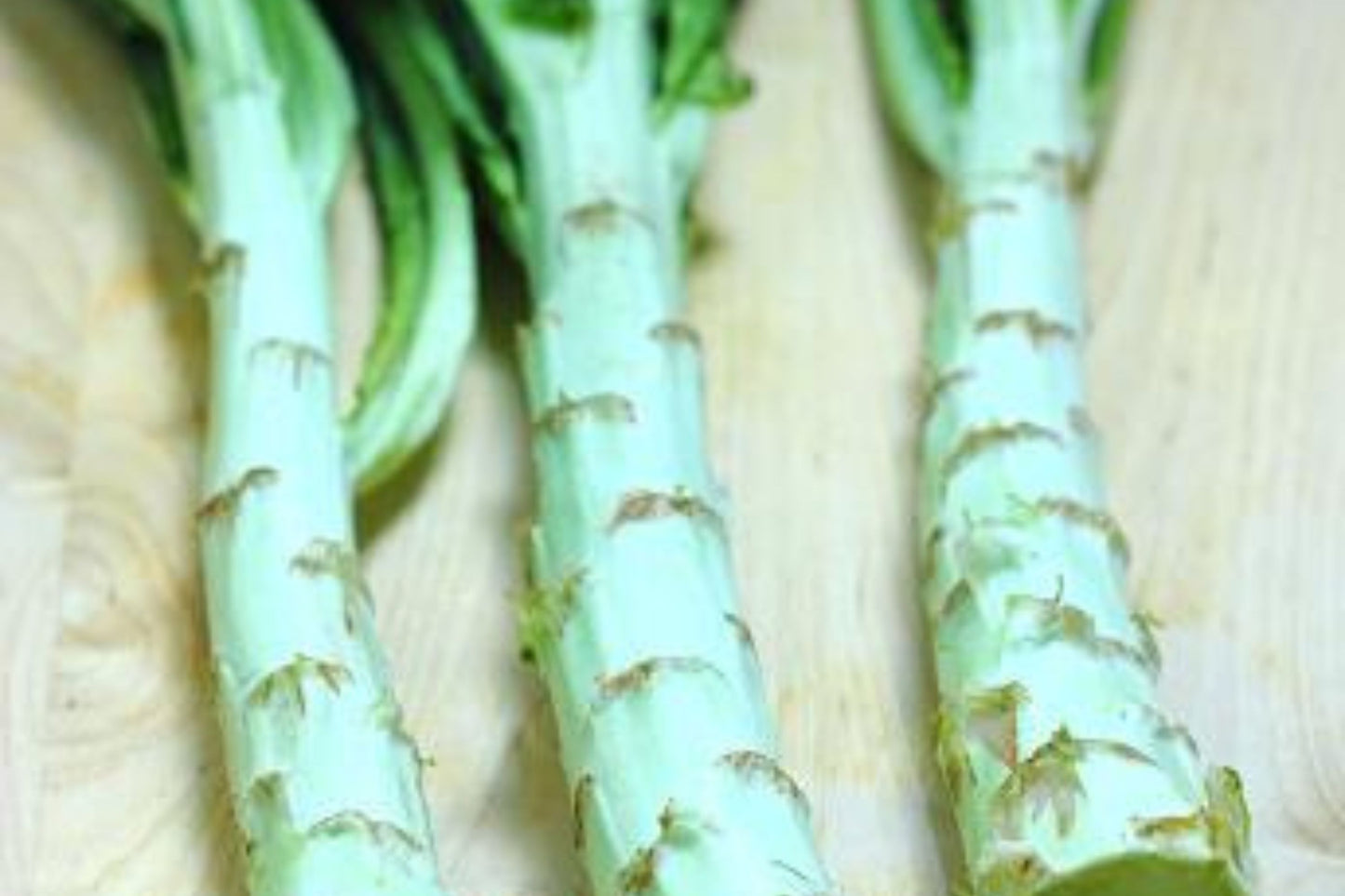 500mg Asparagus Lettuce Seeds - New Yu Mai Variety - Celtuce Heirloom Non-GMO for Crisp Stems & Leaves - Asian Greens for Garden Containers