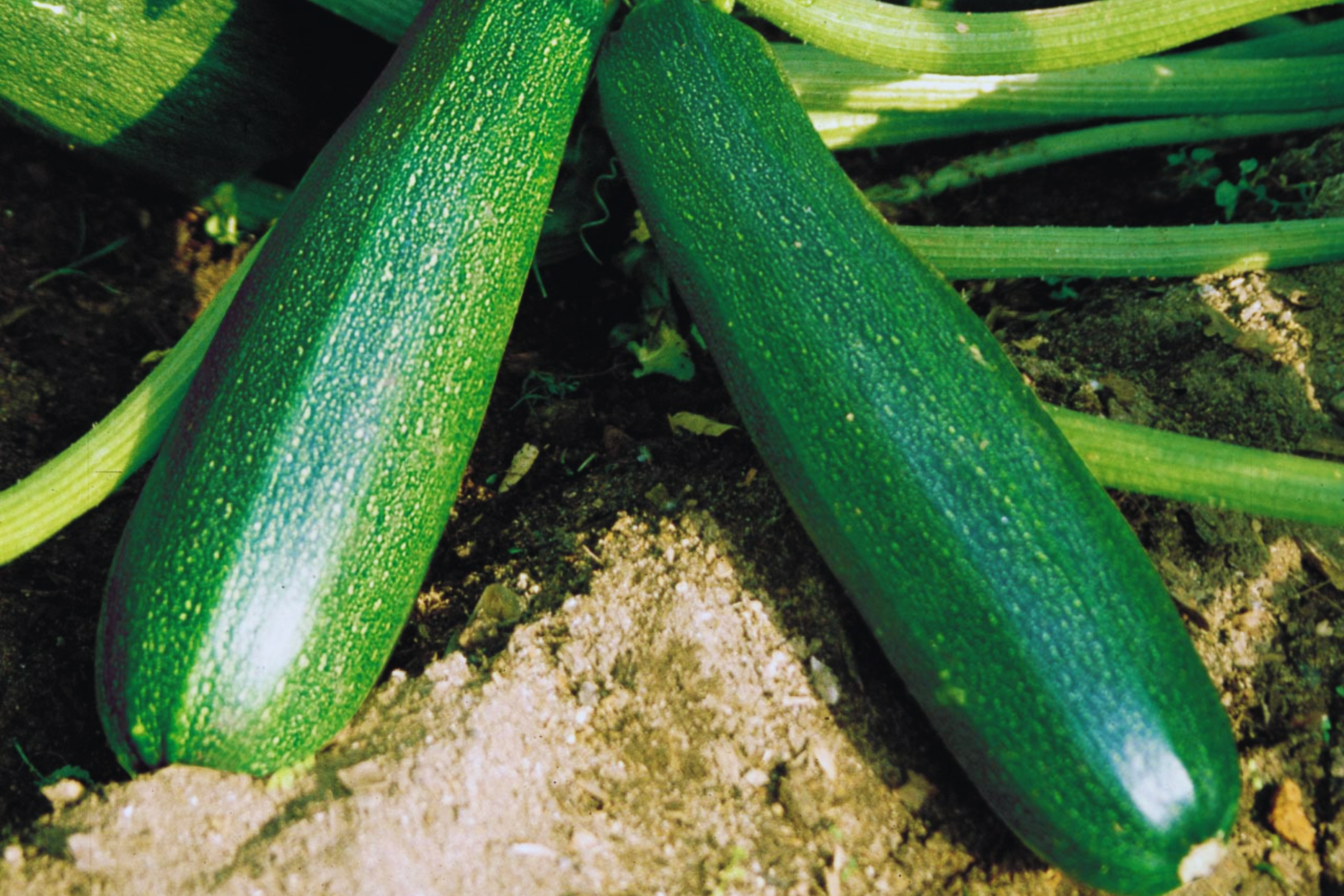 Black Beauty Zucchini Seeds | Summer Squash | NON-GMO | Cucurbita pepo