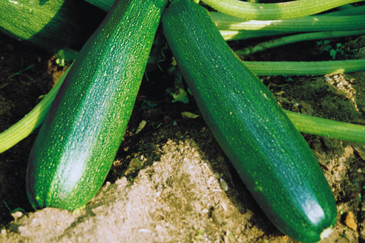 Black Beauty Zucchini Seeds | Summer Squash | NON-GMO | Cucurbita pepo