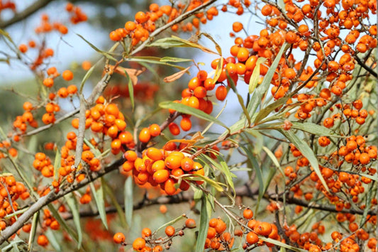 20 Sea Buckthorn Seeds – Hippophae rhamnoides – Edible Berry Shrub – Medicinal Plant