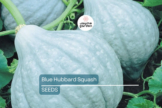 Blue Hubbard Squash Seeds | Heirloom Winter Squash | Sweet Orange Flesh | Non-GMO | Free Shipping