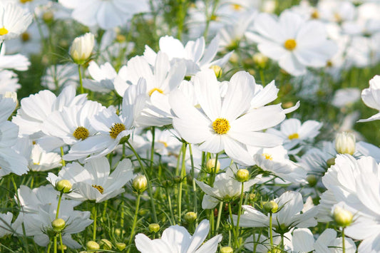 Purity Cosmos Seeds, Cosmos bipinnatus, 3-5 Feet Tall, Pure White Blooms, Fast Growing, USDA Zones 2-10, Non-GMO