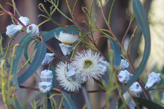 Blue Gum Eucalyptus Starter Plant (Eucalyptus globulus) - Live Plant 2′-3′ Tall - Aromatic Tree for Garden, Landscaping, & Essential Oils